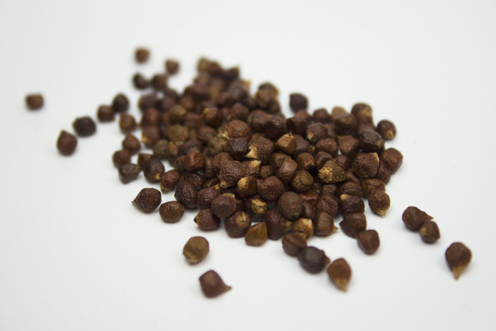 Grains of Paradise